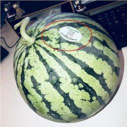 网红瓜可以在哪吃,揭秘各大热门美食聚集地